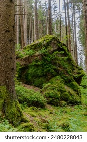 Moss covered rocks in the forest