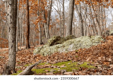 Moss covered rocks and forest floor in Cunningham Falls State Park.  Classic fall woodlands. Beautiful light. Great image for backgrounds.