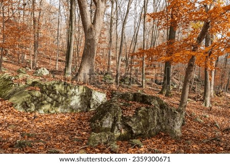 Moss covered rocks and forest floor in Cunningham Falls State Park.  Classic fall woodlands. Beautiful light. Great image for backgrounds.