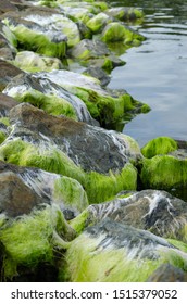 Moss Covered Rocks On Kennebecasis River