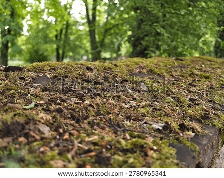 Moss Covered Stone Ledge With Blurred Tree Canopy Background, Spongy Green Carpet Of Moss And Tiny Leaves, Damp Earthy Texture And Soft Focus Evoking Tranquil Outdoor Calm