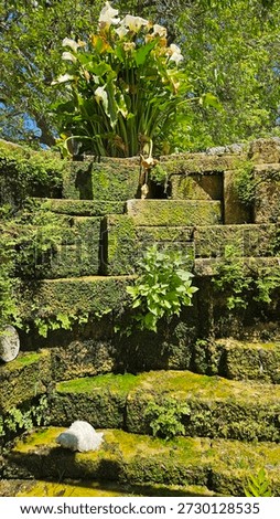 Moss covered stone steps with white calla lilies and lush green plants in a sunlit garden