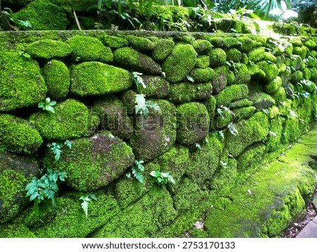 Moss Covered Stone Wall Texture in Lush Tropical Garden Nature Background