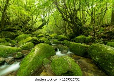 屋久島 の画像 写真素材 ベクター画像 Shutterstock