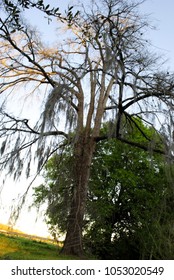 Moss Covered Tree 