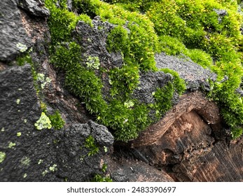 Moss covered tree bark close up with vibrant green textures. Nature background. Natures detail, forest floor life and woodland ecosystem concept for design and print.