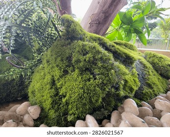 Moss covered tree base surrounded by decorative river stones in landscaped garden