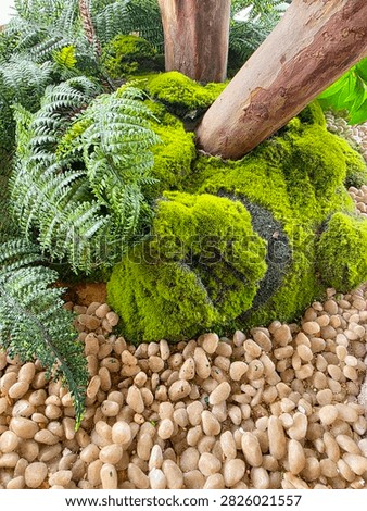 Moss covered tree base surrounded by decorative river stones in landscaped garden