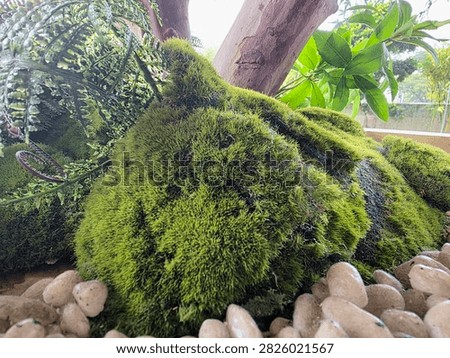 Moss covered tree base surrounded by decorative river stones in landscaped garden