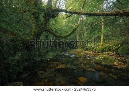 A moss covered tree with long limb like branches leans over a river in the Courel Mountains Unesco Geopark in Lugo Galicia