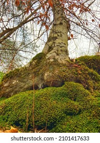 Moss Covered Tree In Middle Tennessee