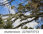 Moss covered tree on Anderson Mesa, Arizona