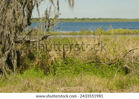 Moss covered tree on left Wide view looking at Myakka Lake in Myakka River State Park in Sarasota Florida, Green grass and blue water with a blue and white sky ,room for copy. Tree branches in grass.