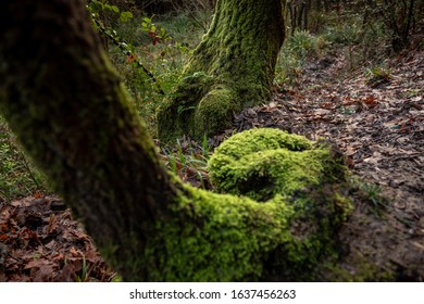 Moss Covered Tree Roots In The Wet Forest After The Rains And Colors Of Winter. Trekking Walk In The Woods In Livorno. Tuscany, Italy