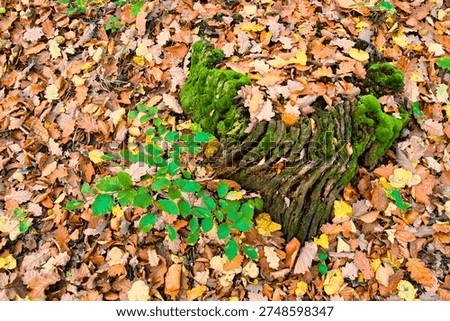 Moss Covered Tree Stump Surrounded By Autumn Leaves On Forest Floor In Fall - Dalków - Nature Reserve 