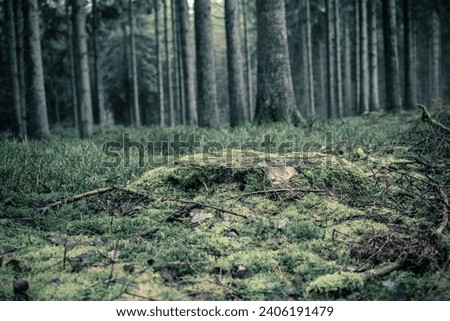 Moss covered tree stump in the woodland