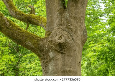Moss covered tree trunk with knothole and textured bark in woodland setting.