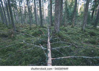 moss covered  tree trunks in rows in ancient forest with low winter sun - vintage color film look