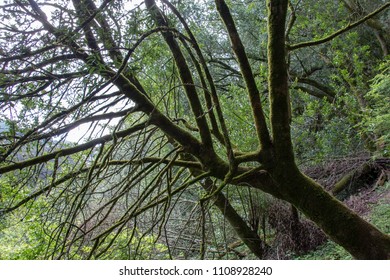 Moss covered trees