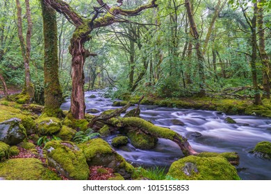 Moss Covered Trees With Fast Flowing River In A Misty Wood, North Wales UK.