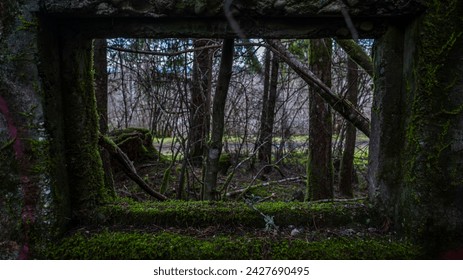 Moss Covered Window Frame in Forest