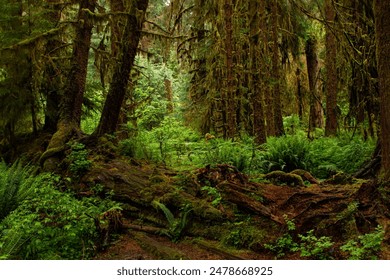 A moss covers the branches and trunks of a trees in the Hoh rainforest of Olympic National Park on the peninsula of western Washington state