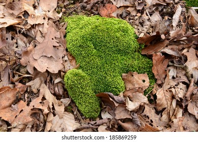 Moss in early spring. 