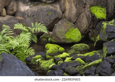 Moss and fern growing on stones mountain creek with black rocks and green plant . - Powered by Shutterstock