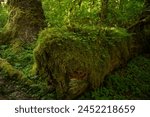 Moss and Ferns Take Over Nurse Log along the Hoh River Trail in Olympic
