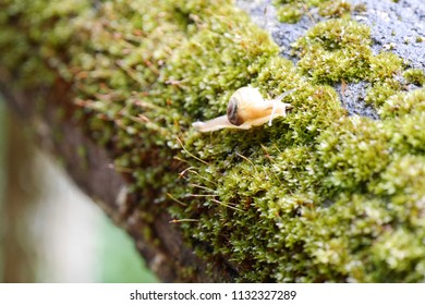 Moss in the forest