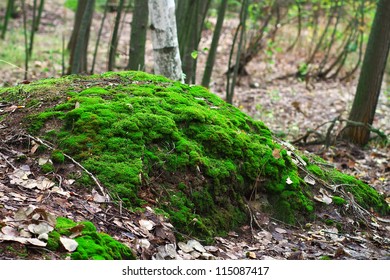 Moss in the forest
