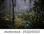 Moss forest hiking trail, in fog and cloudy, Mount Ungaran October 4, 2024