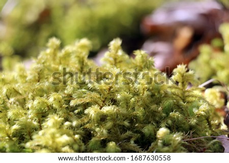 Moss in the forest under spring sunshine