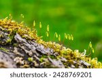 Moss Fruiting Bodies in Brecon Beacons