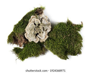 Moss Texture Top View High Res Stock Images Shutterstock