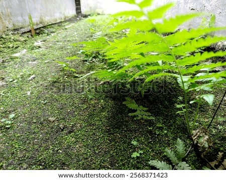 the moss is getting bigger
