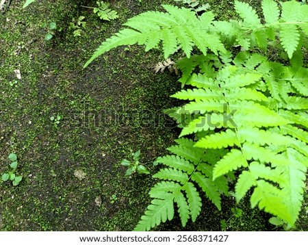 the moss is getting bigger