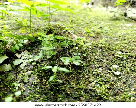 the moss is getting bigger