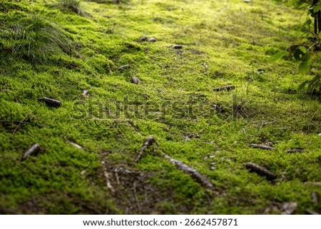 Moss grass texture in the forest. High quality photo