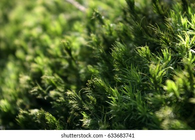 Moss, Green Moss, Moss Macro