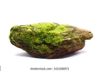 Moss green on rock, White background.