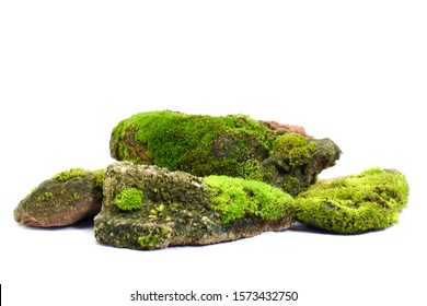 Moss Green On Rock, White Background.