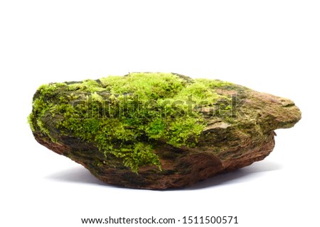 Moss green on rock, White background.