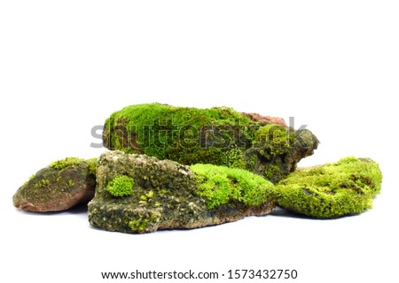 Moss green on rock, white background.