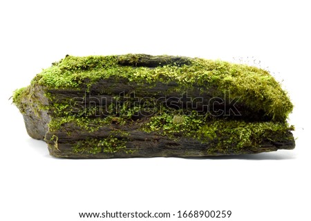 Moss green on rock white background.