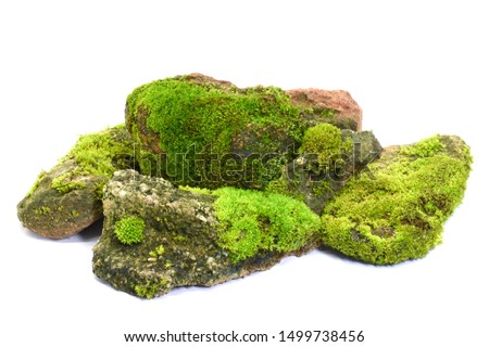 Moss green on stone on white background.