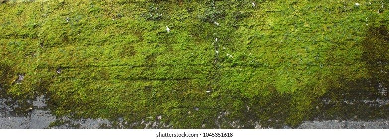 Moss green texture. Moss background. Green moss on grunge texture, background - Powered by Shutterstock