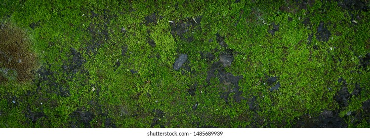 Moss green texture. Moss background. Green moss on grunge texture, background. Long web banner - Shutterstock ID 1485689939