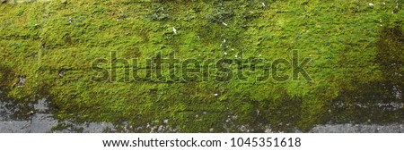 Moss green texture. Moss background. Green moss on grunge texture, background