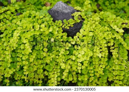 Moss, ground cover plant, creeping jenny, greenery